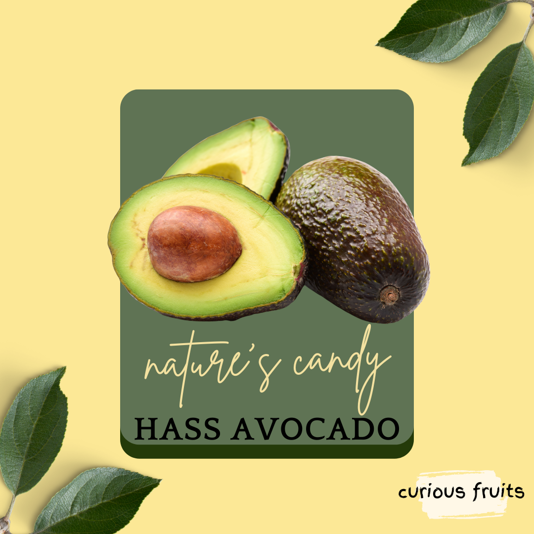 AVOCADO - Hass Avocado [S] [Australia] [1 Pack - 3 Piece]