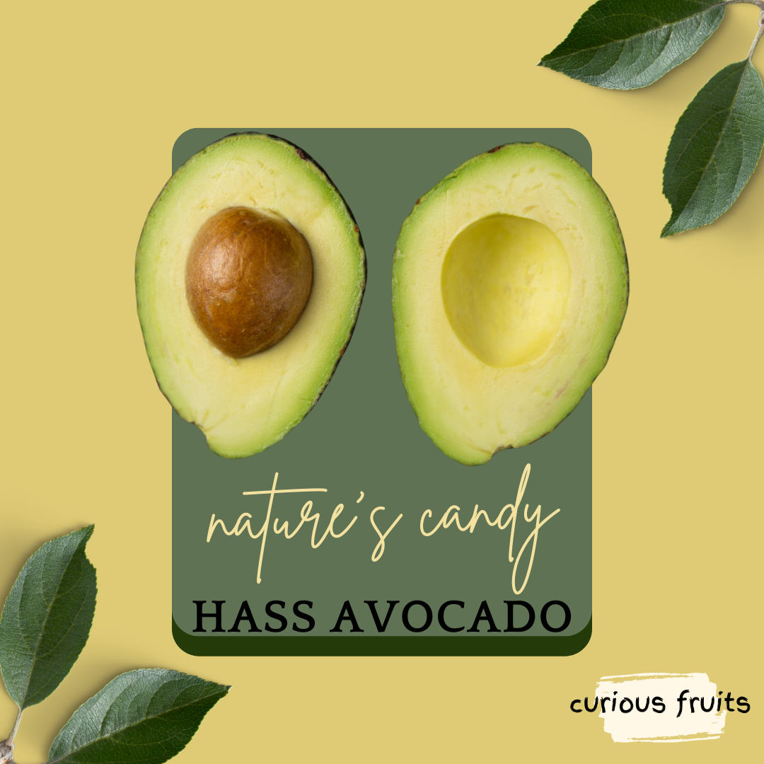 AVOCADO - Hass Avocado [S] [Australia] [1 Pack - 3 Piece]