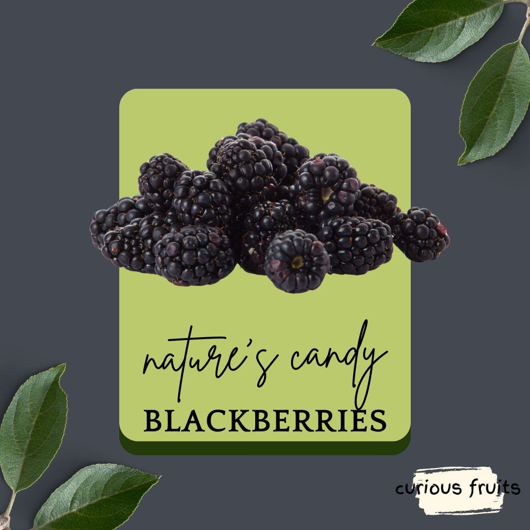 BERRY - Blackberry [Driscoll's] [USA] [1 Punnet - 125g]