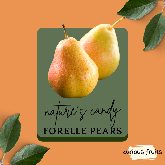 PEAR - Forelle Pear [South Africa] [1 Pack - 3 Piece]