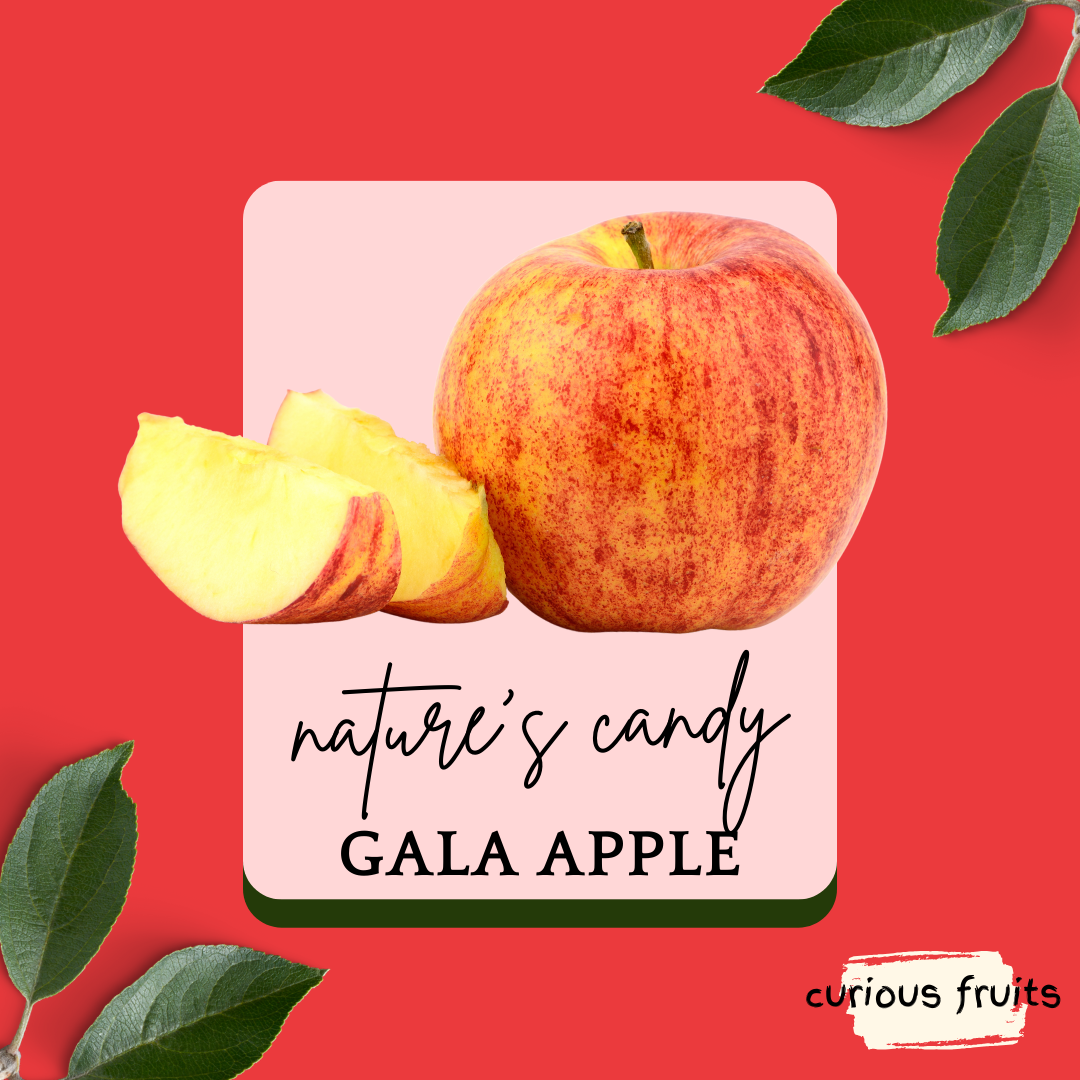 APPLE - Royal Gala Apple [New Zealand] [1 Pack - 3 Piece]