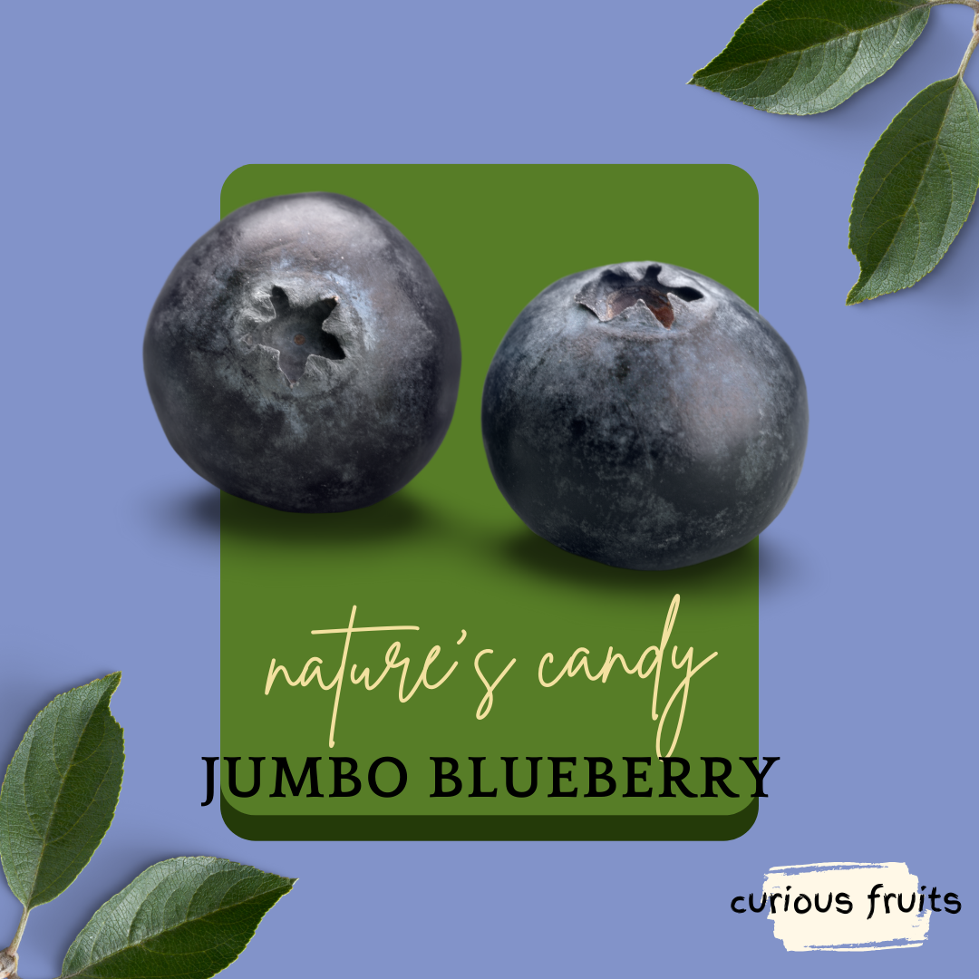 BERRY - Blueberries [Jumbo] [Australia] [1 Punnet - 200g]