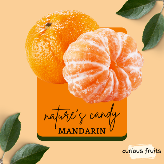 CITRUS - Mandarin Orange [1 Pack - 3 Piece]