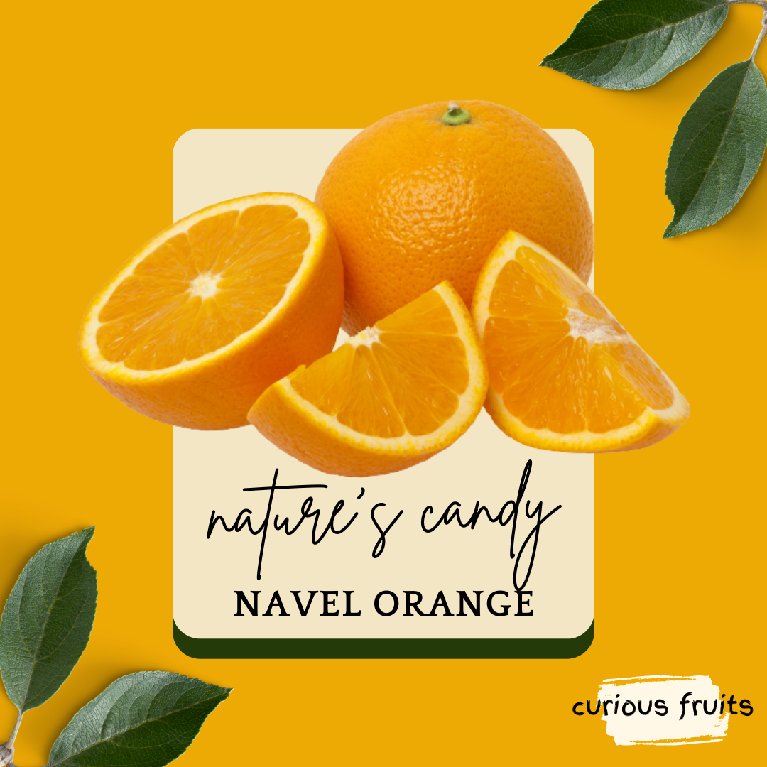 CITRUS - Navel Orange [Sunkist] [1 Pack - 2 Piece]