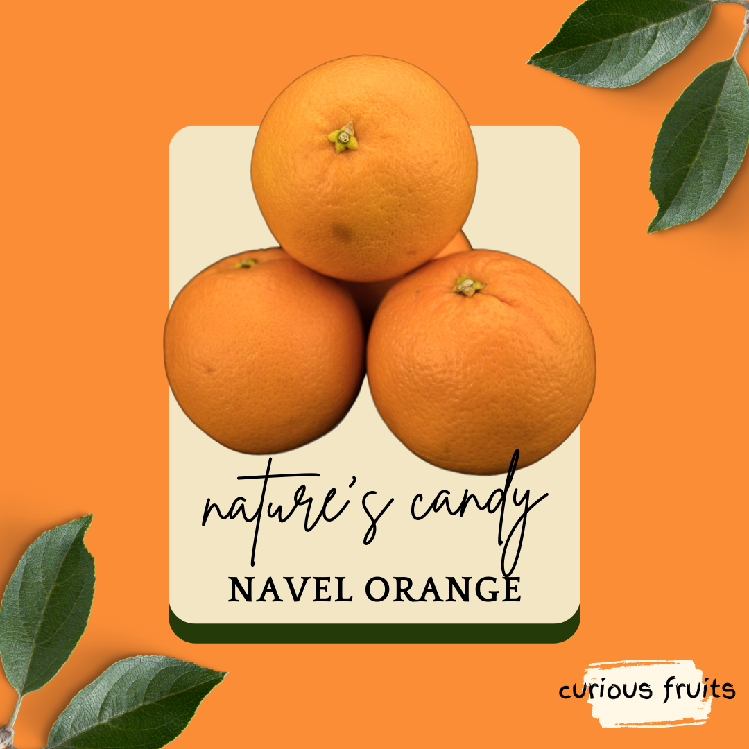 CITRUS - Navel Orange [Sunkist] [1 Pack - 2 Piece]