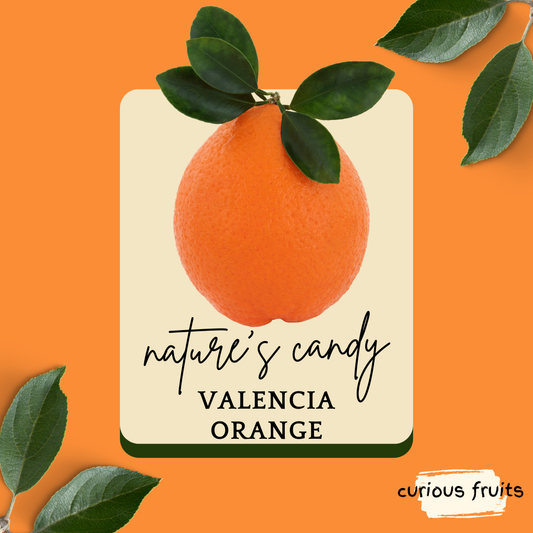 CITRUS - Valencia Orange [1 pack - 2 Piece]