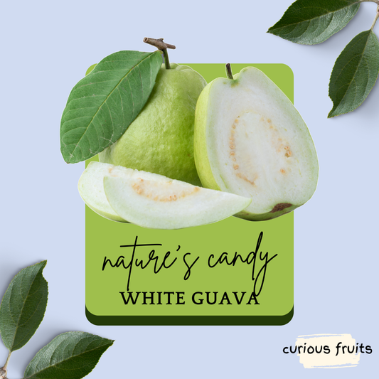 GUAVA - White Guava [Thailand] [1 Pack - 2 Piece]