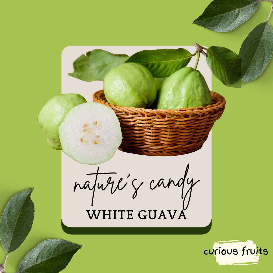 GUAVA - White Guava [Thailand] [1 Pack - 2 Piece]